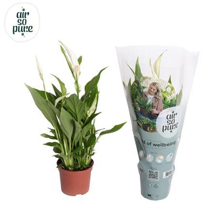 Горшечные цветы и растения оптом Spath Pearl Cupido 3+ (air So Pure) от 18шт (для телеги) из Голландии с доставкой по России