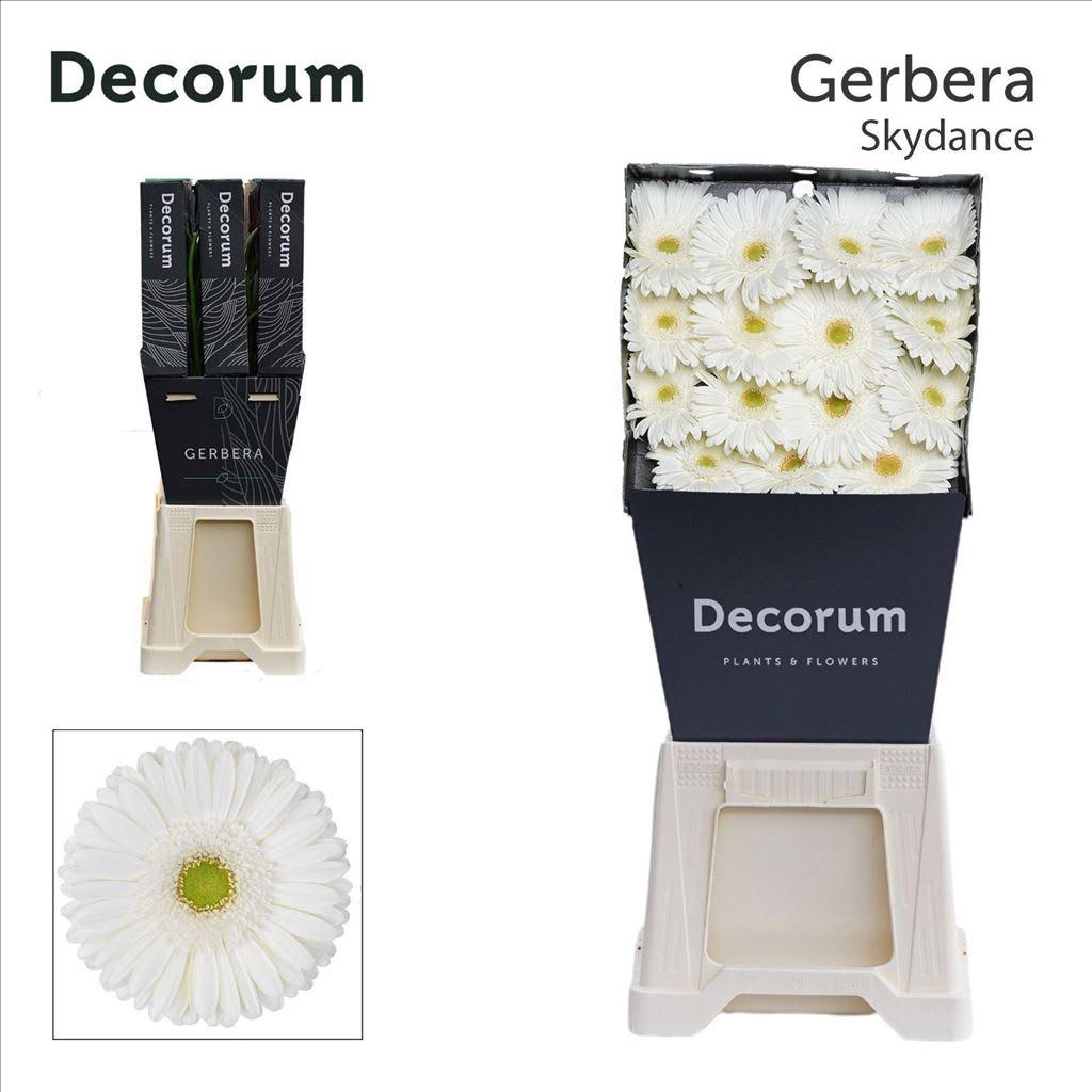 Срезанные цветы оптом Gerbera skydance от 45шт из Голландии с доставкой по России