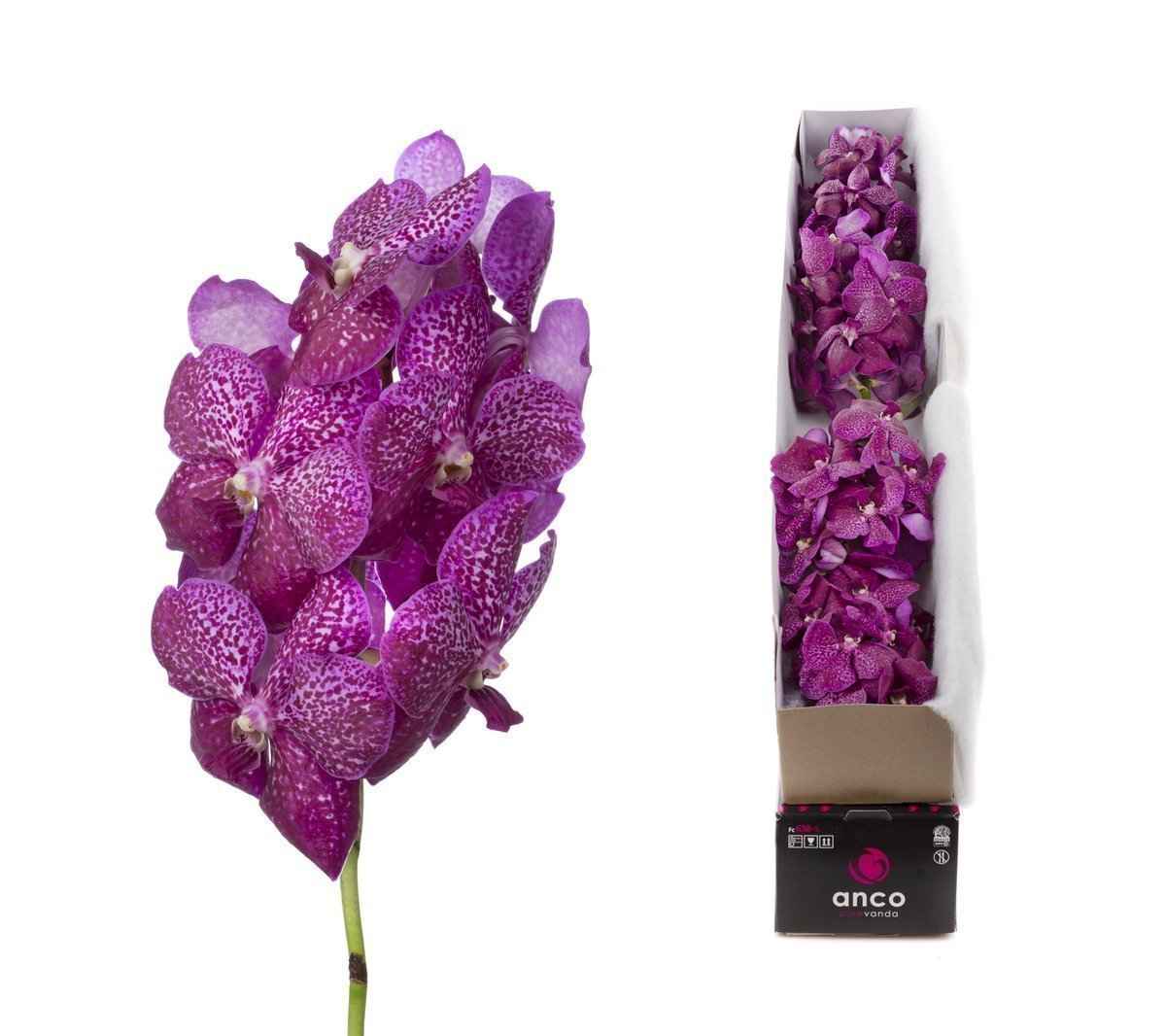 Срезанные цветы оптом Vanda sunanda magenta glitter per stem от 8шт. из Голландии с доставкой по России