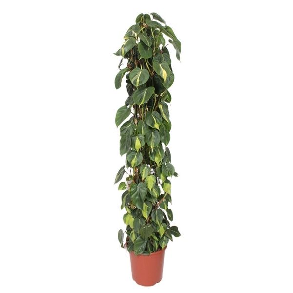 Горшечные цветы и растения оптом Philodendron Scandens Brasil Piramide от 1шт из Голландии с доставкой по России