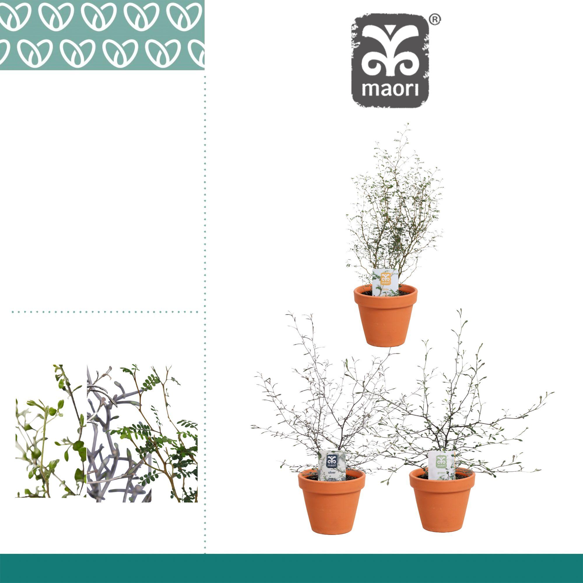 Горшечные цветы и растения оптом Maori Mix In Ompot Terracotta Steen от 6шт из Голландии с доставкой по России