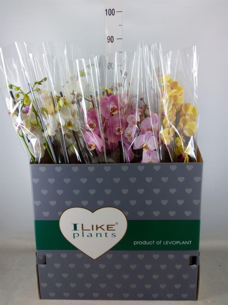 Горшечные цветы и растения оптом Phalaenopsis   ...mix от 12шт из Голландии с доставкой по России