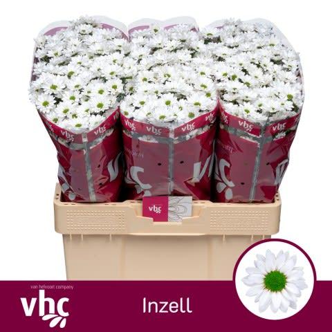 Срезанные цветы оптом Chrys sa inzell от 75шт из Голландии с доставкой по России