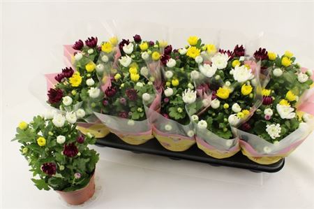 Горшечные цветы и растения оптом Chrysant Carnaval Double от 10шт из Голландии с доставкой по России