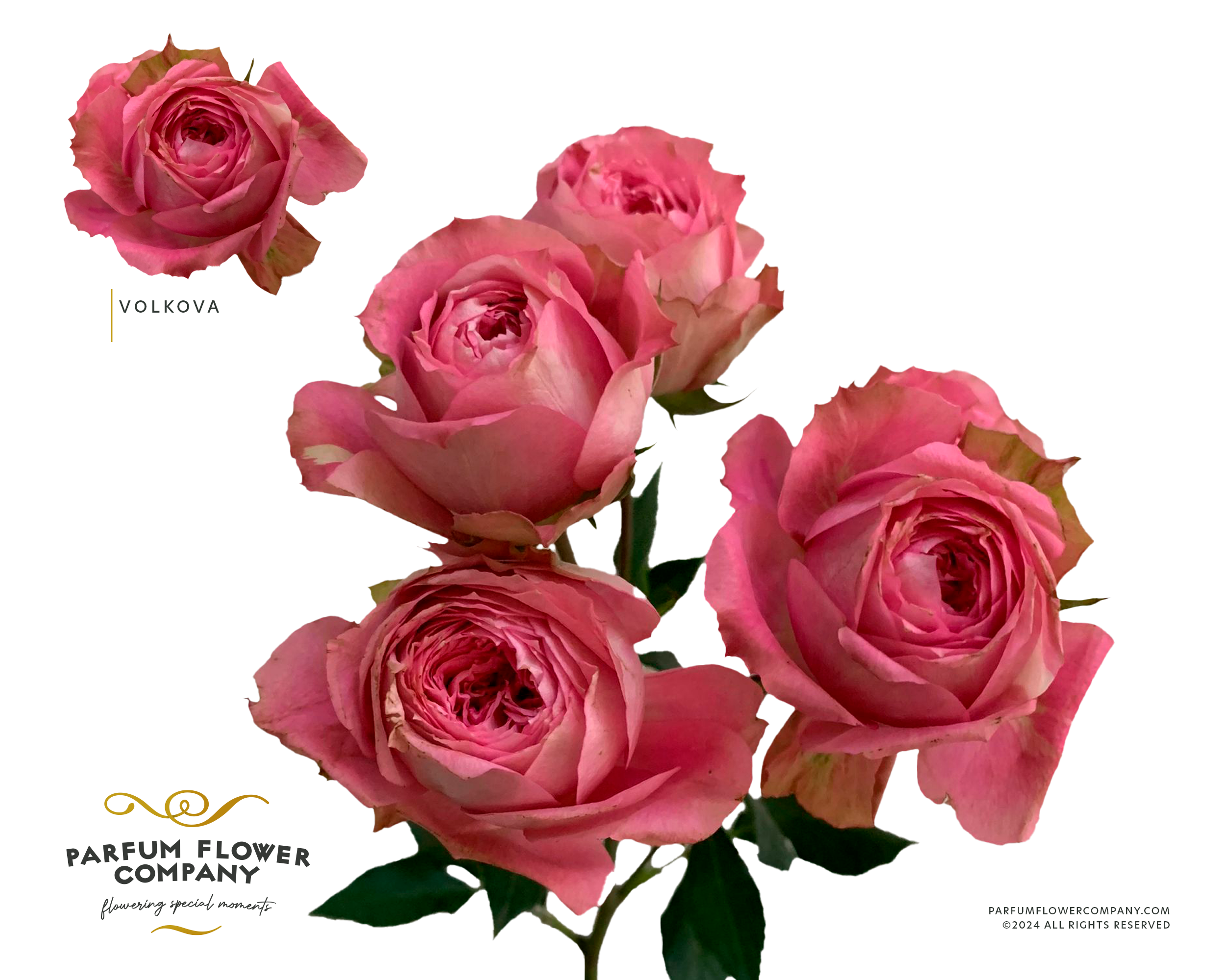Срезанные цветы оптом Rosa sp garden volkova от 24шт из Голландии с доставкой по России