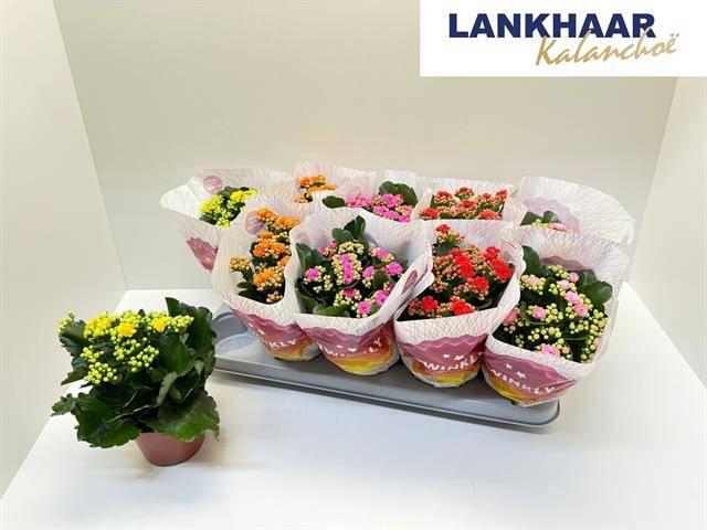 Горшечные цветы и растения оптом Kal Ge Perf Gem 5 Kl от 10шт из Голландии с доставкой по России