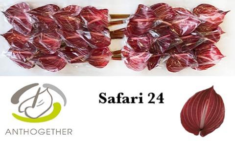 Срезанные цветы оптом Anthurium safari от 24шт. из Голландии с доставкой по России
