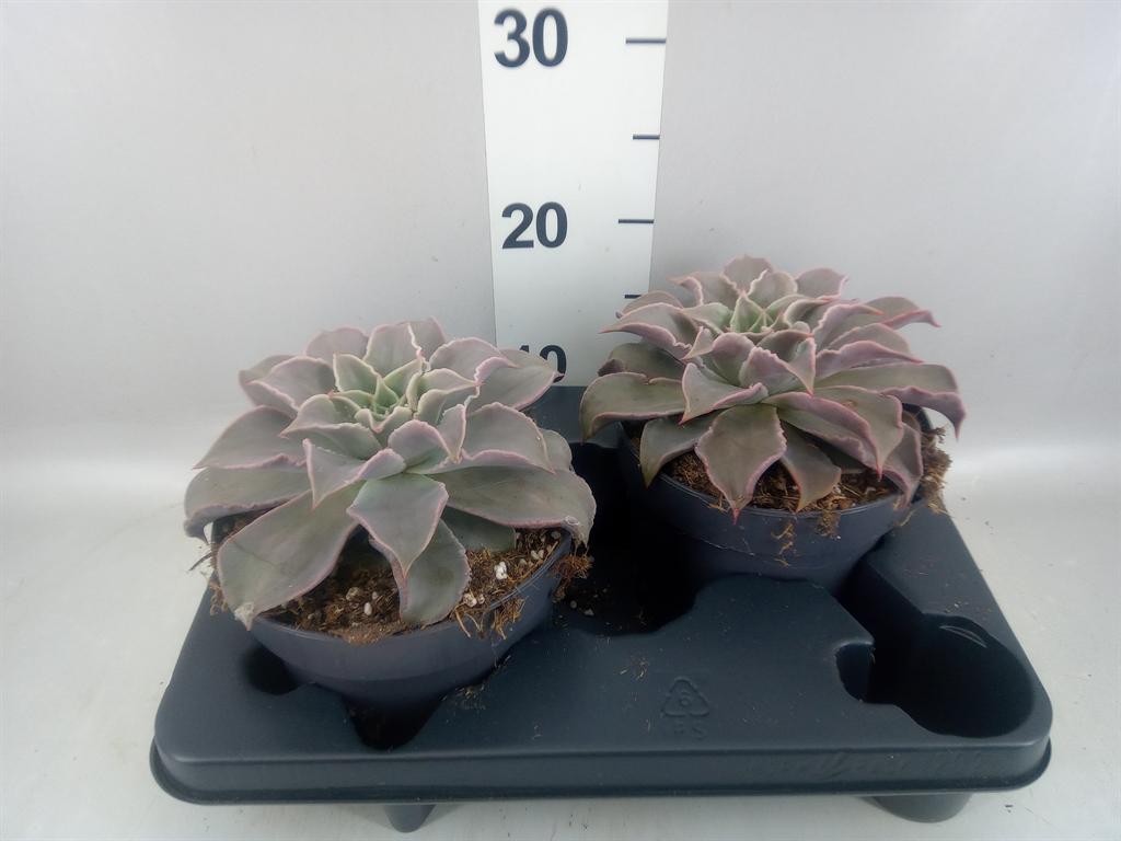 Горшечные цветы и растения оптом Echeveria ... от 2шт из Голландии с доставкой по России