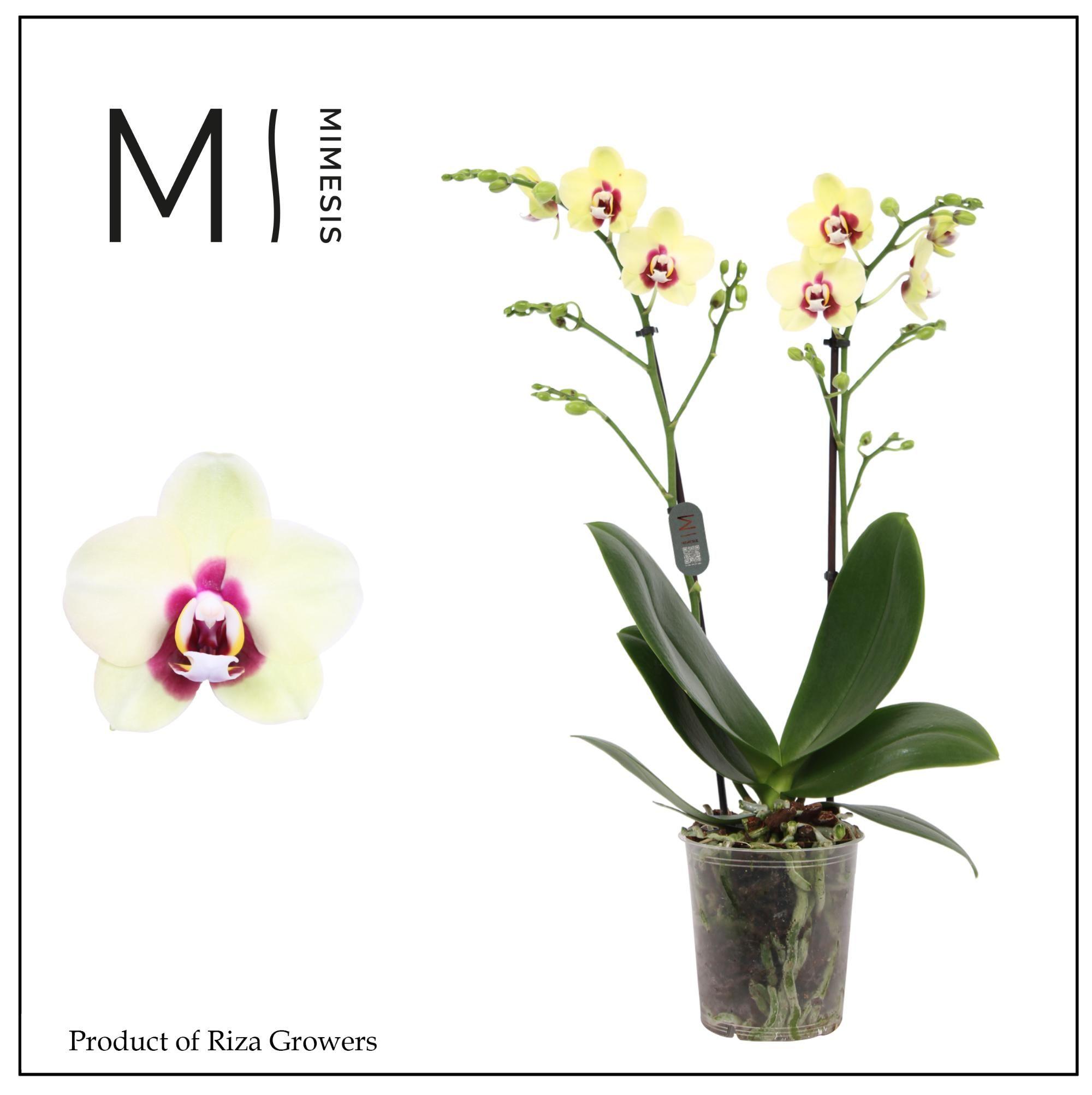 Горшечные цветы и растения оптом Phalaenopsis Deep Secret 2 Spike - 12cm | Mimesis от 10шт из Голландии с доставкой по России
