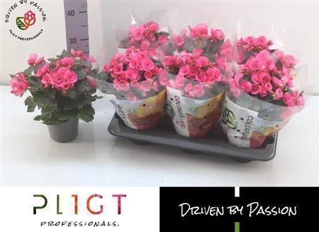 Горшечные цветы и растения оптом Begonia Adonia Pink от 6шт из Голландии с доставкой по России