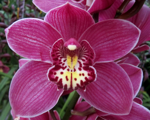 Срезанные цветы оптом Cymbidium pink big berry от 8шт из Голландии с доставкой по России