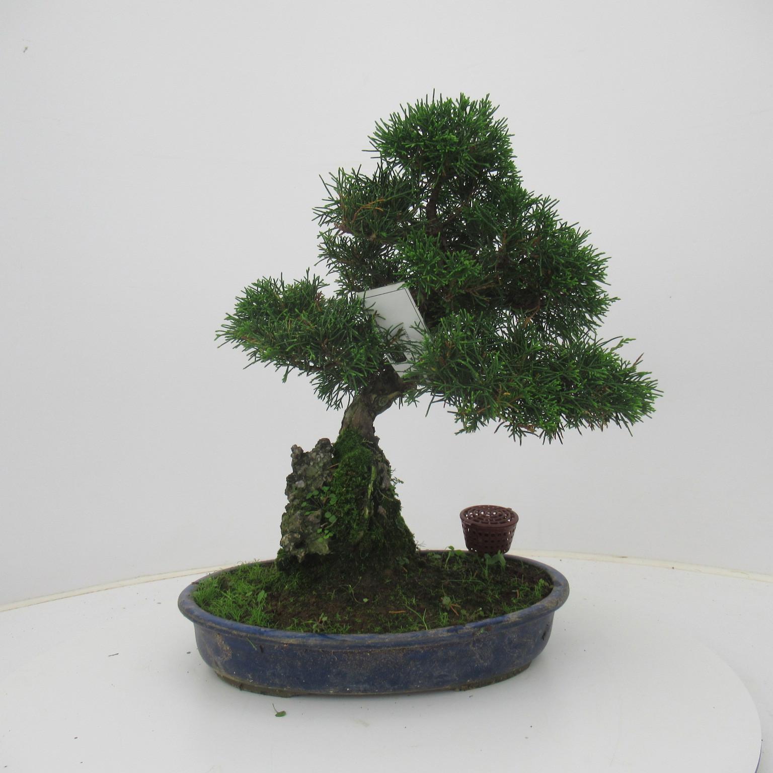 Горшечные цветы и растения оптом Juniperus Chinensis, 28 Cm., Height 50 Cm. (single от 1шт из Голландии с доставкой по России