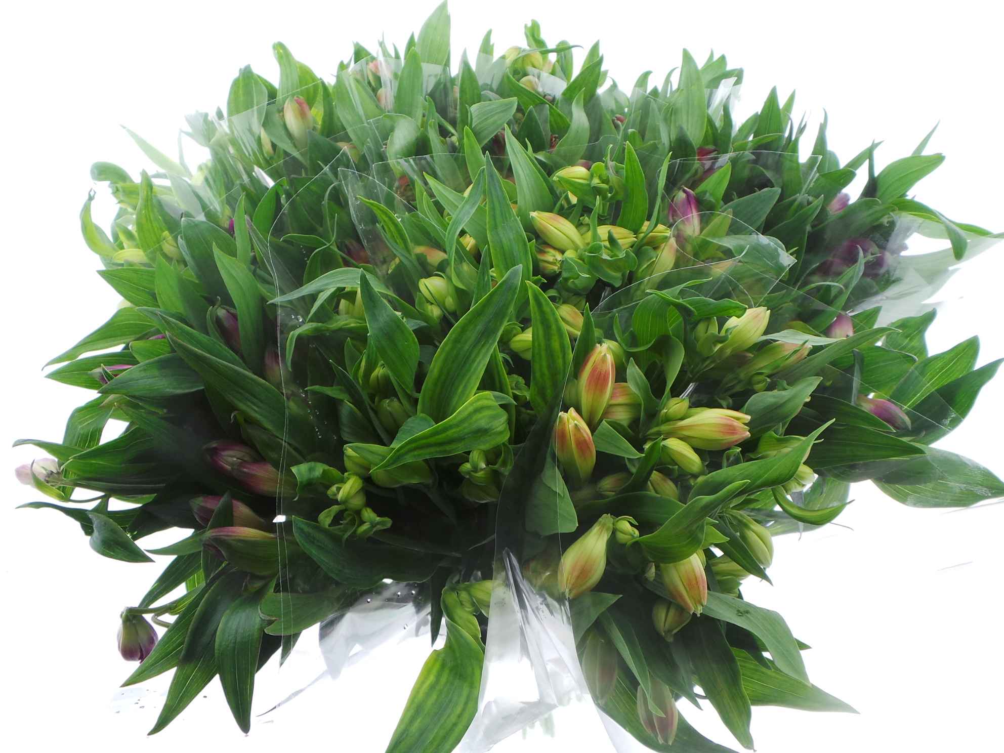 Срезанные цветы оптом Bouquet mono alstro x5 mix 60cm от 15шт из Голландии с доставкой по России