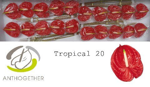 Срезанные цветы оптом Anthurium tropical от 20шт из Голландии с доставкой по России