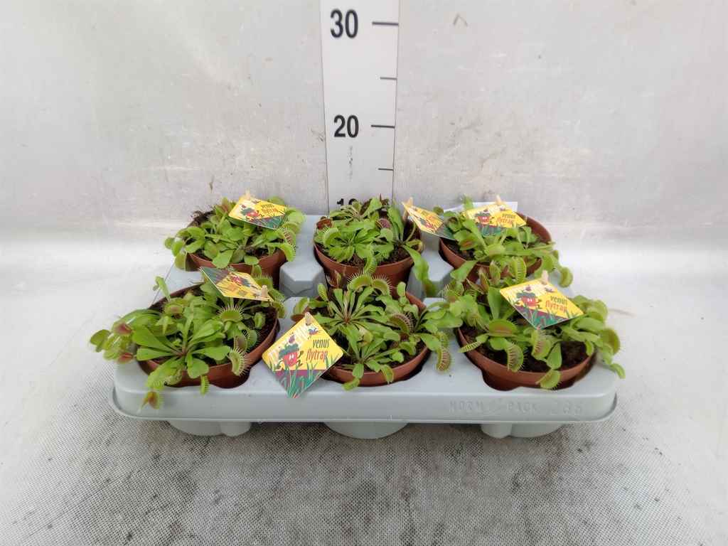 Горшечные цветы и растения оптом Dionaea Muscipula от 6шт из Голландии с доставкой по России