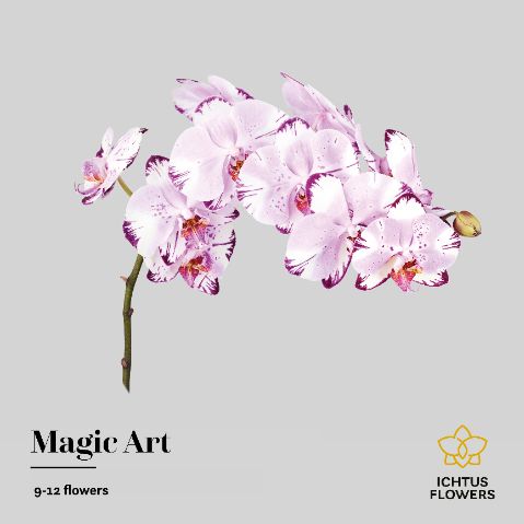 Срезанные цветы оптом Phalaenopsis magic art (per stem) от 4шт. из Голландии с доставкой по России
