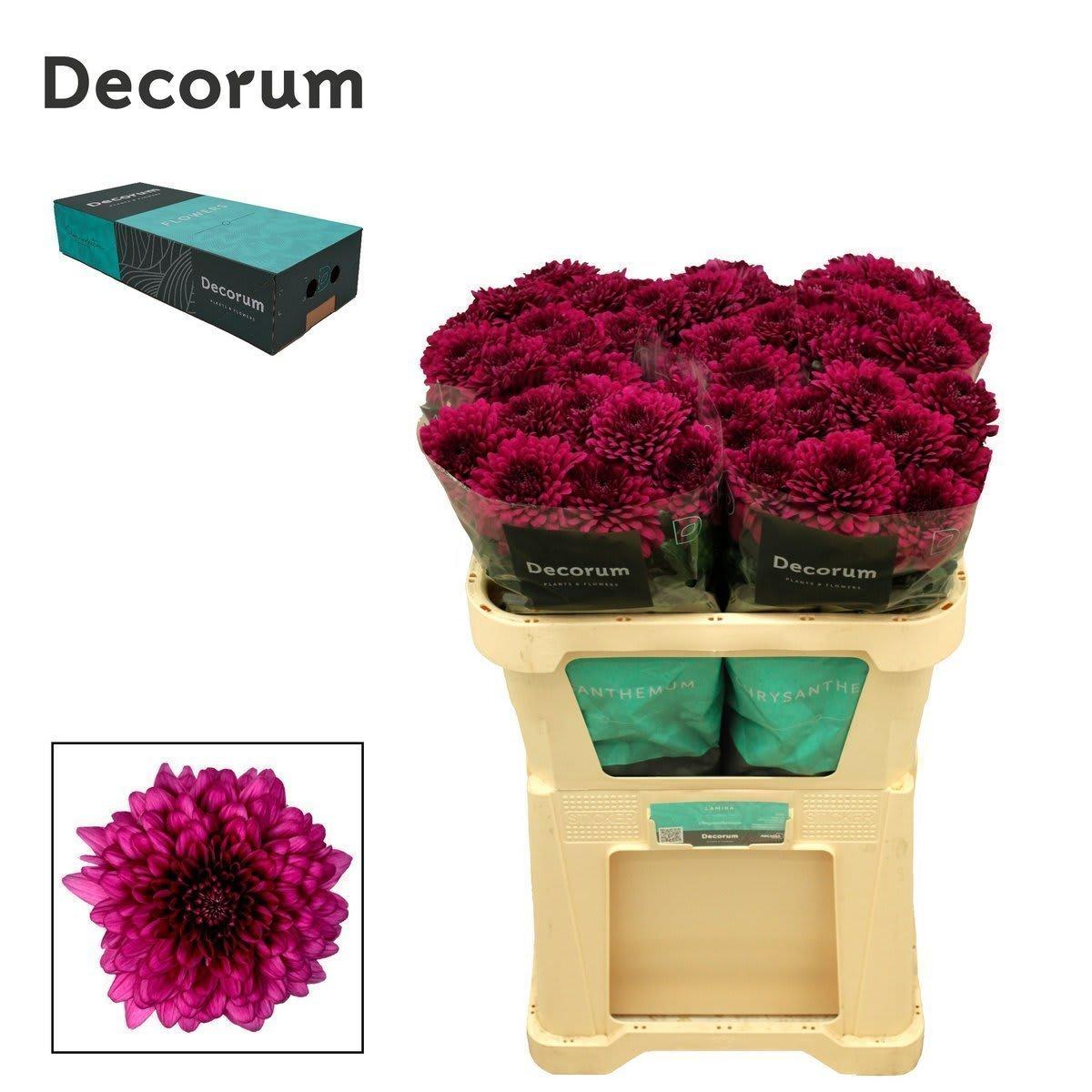 Срезанные цветы оптом Chrys bl lamira от 40шт. из Голландии с доставкой по России