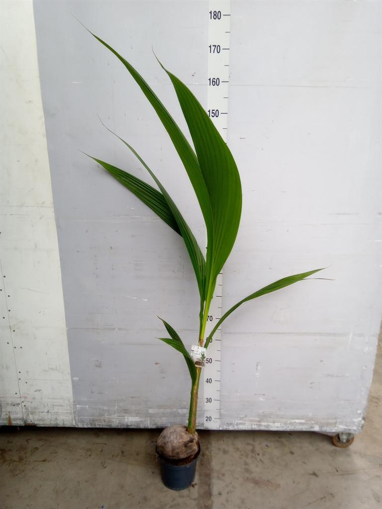 Горшечные цветы и растения оптом Cocos Nucifera от 1шт из Голландии с доставкой по России