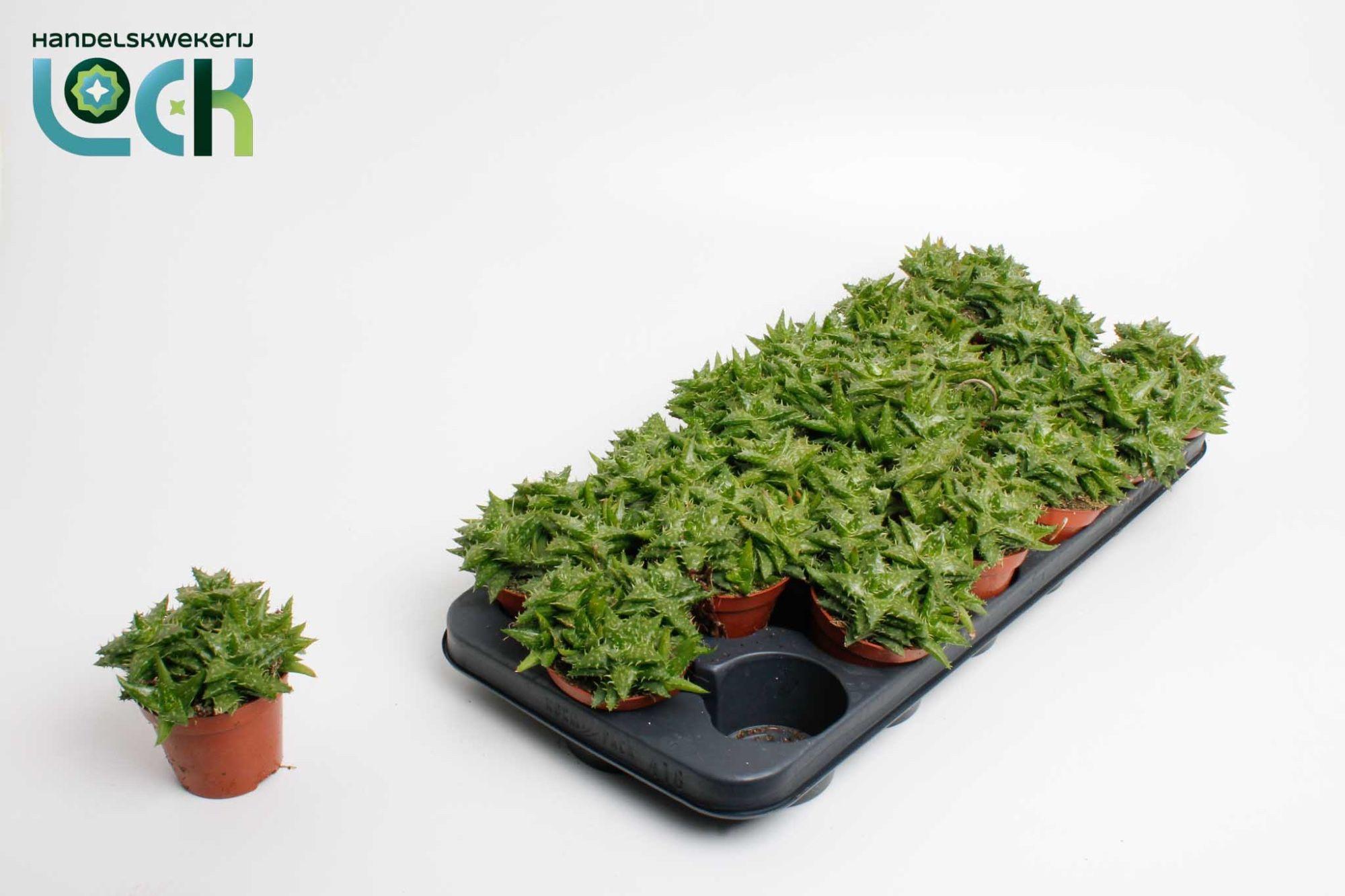 Горшечные цветы и растения оптом Aloe Ov от 12шт (для телеги) из Голландии с доставкой по России