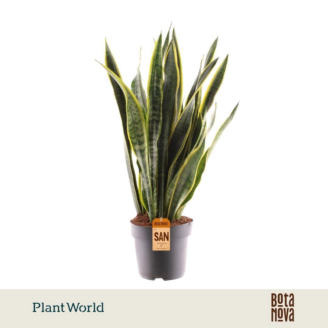 Горшечные цветы и растения оптом Sansevieria Laurentii от 3шт из Голландии с доставкой по России