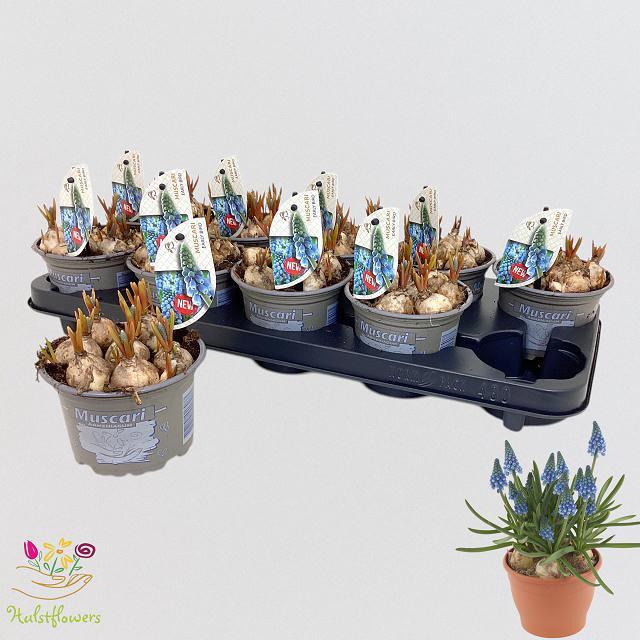 Горшечные цветы и растения оптом Muscar Early Bird от 10шт из Голландии с доставкой по России