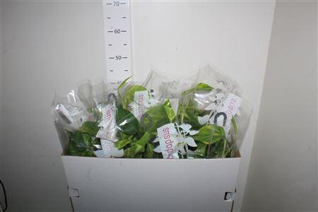 Горшечные цветы и растения оптом Epipr Hang от 6шт из Голландии с доставкой по России