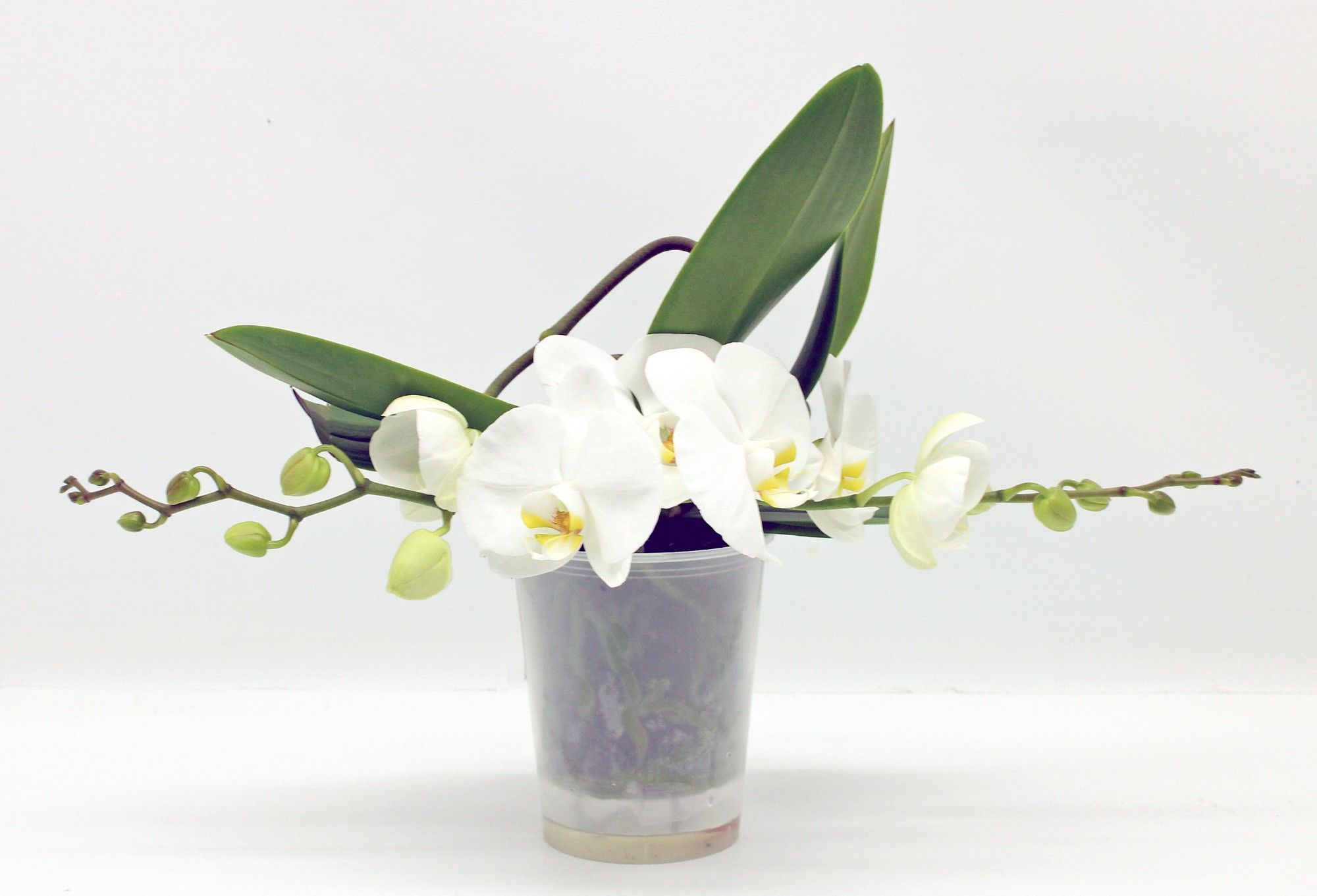 Горшечные цветы и растения оптом Phal 2st Table White (phalaenova) от 3шт из Голландии с доставкой по России