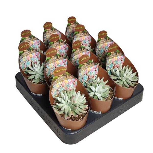 Горшечные цветы и растения оптом Dudleya Greenei - Pot Ø 6,5 - Collection With Potc от 12шт (для телеги) из Голландии с доставкой по России Горшечные цветы и растения оптом Dudleya Greenei - Pot Ø 6,5 - Collection With Potc от 12шт (для телеги) из Голландии с доставкой по России