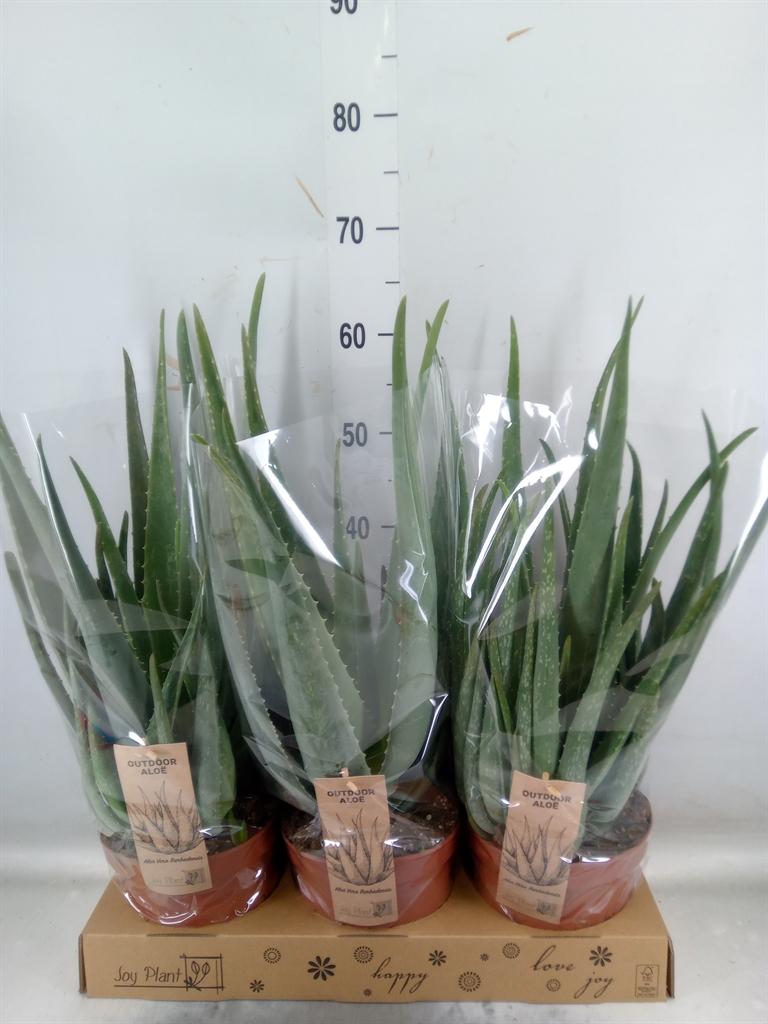 Горшечные цветы и растения оптом Aloe Vera от 3шт из Голландии с доставкой по России