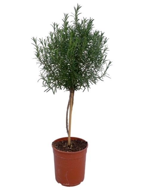 Горшечные цветы и растения оптом Rosmarinus Officinalis On Stem от 1шт из Голландии с доставкой по России