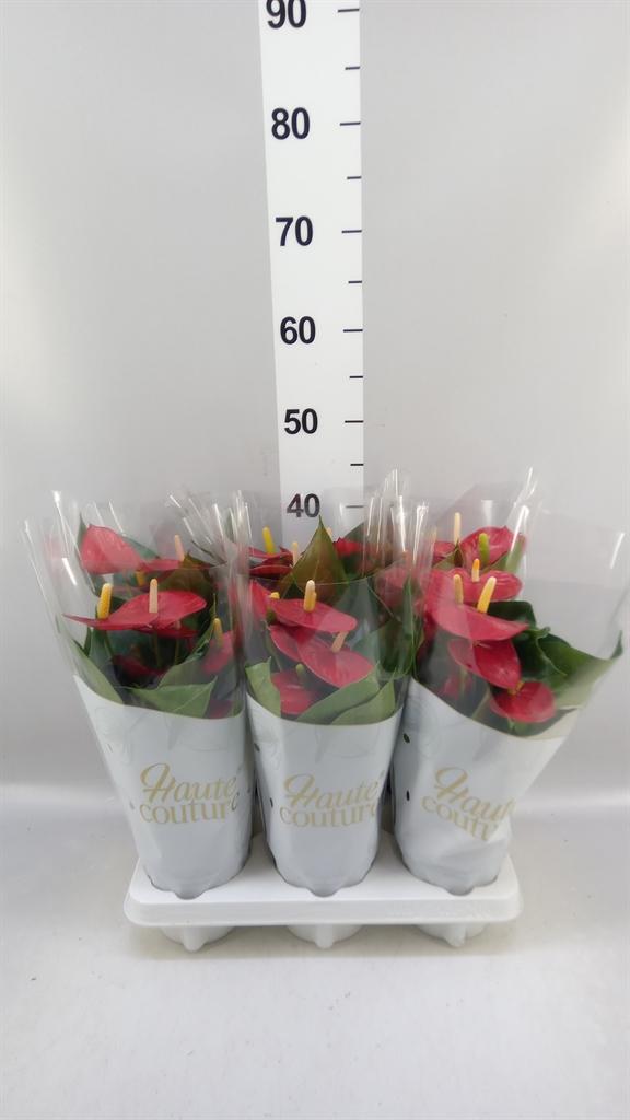 Горшечные цветы и растения оптом Anthurium Andr. aroha от 6шт из Голландии с доставкой по России