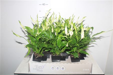 Горшечные цветы и растения оптом Spath Waterfresh Mini от 12шт (для телеги) из Голландии с доставкой по России