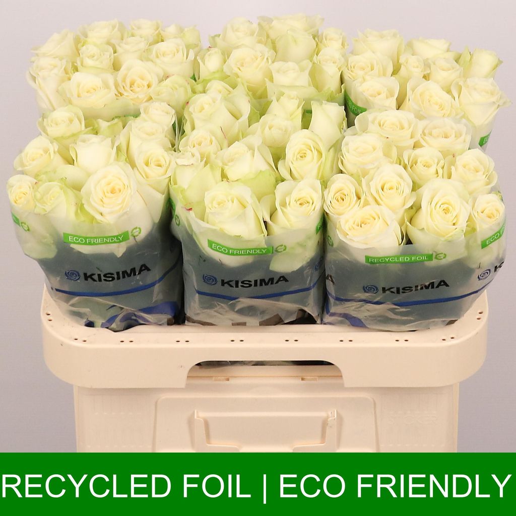 Срезанные цветы оптом Rosa large snowstorm+ от 60шт... из Голландии с доставкой по России
