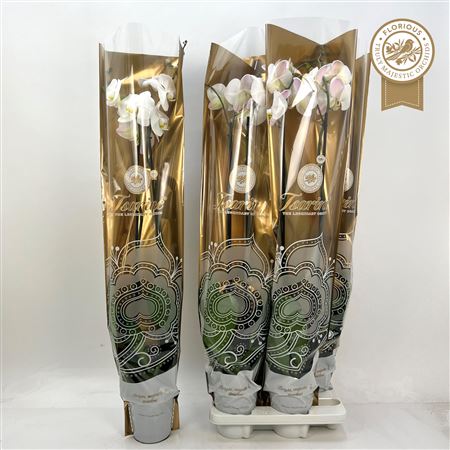 Горшечные цветы и растения оптом Phal Ov Wit 2 Branches 16+ * Spring Deal* от 4шт из Голландии с доставкой по России