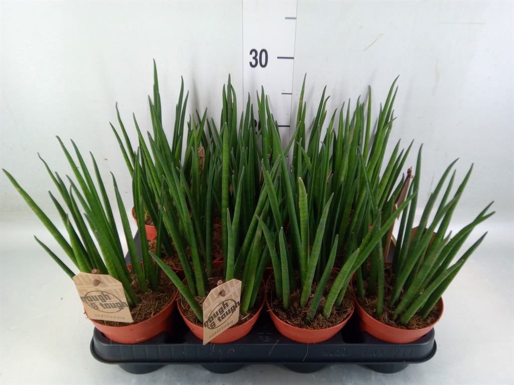 Горшечные цветы и растения оптом Sansevieria Bacularis от 11шт из Голландии с доставкой по России