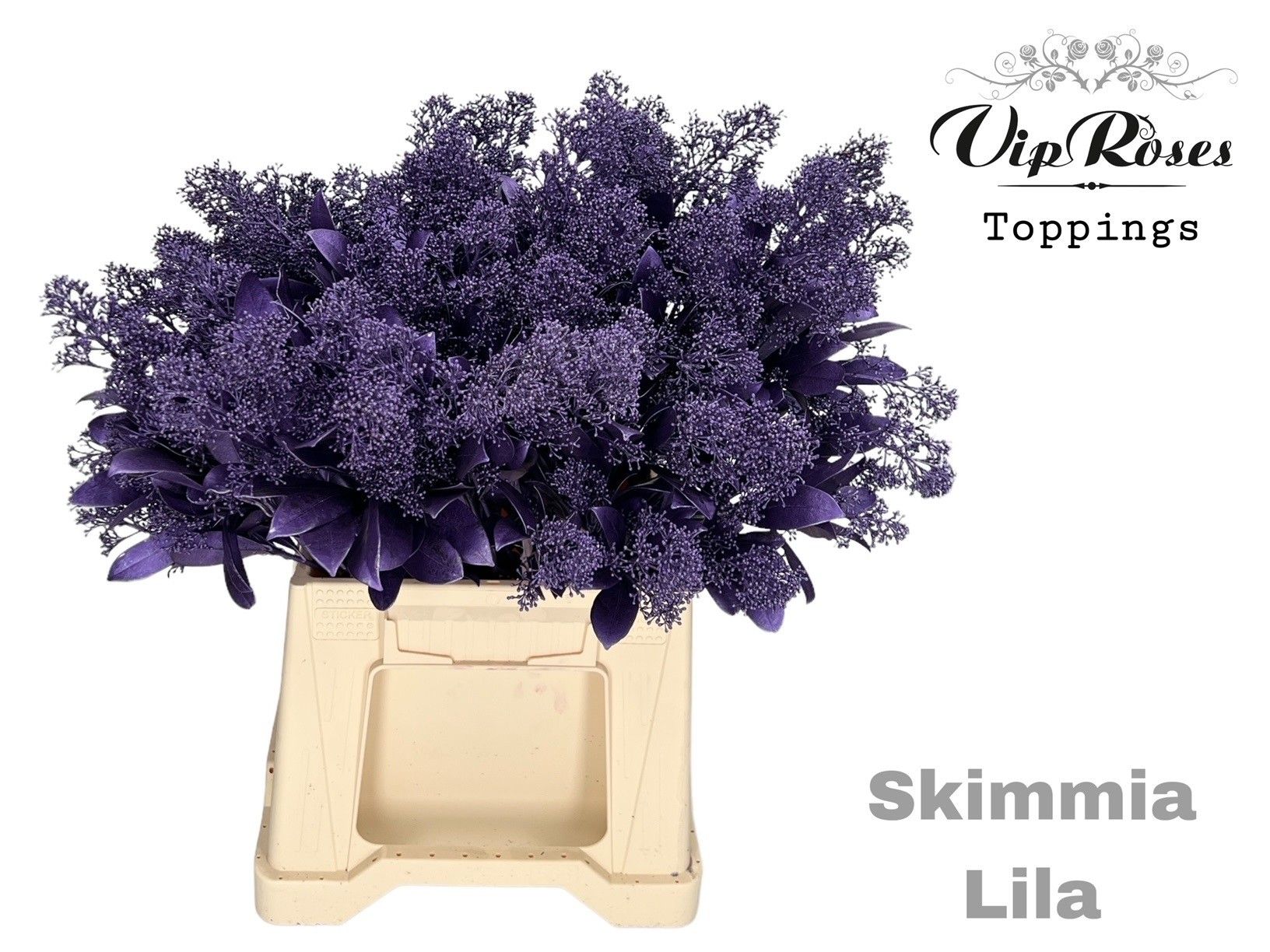 Срезанные цветы оптом Skimmia paint metallic lilac от 10шт из Голландии с доставкой по России