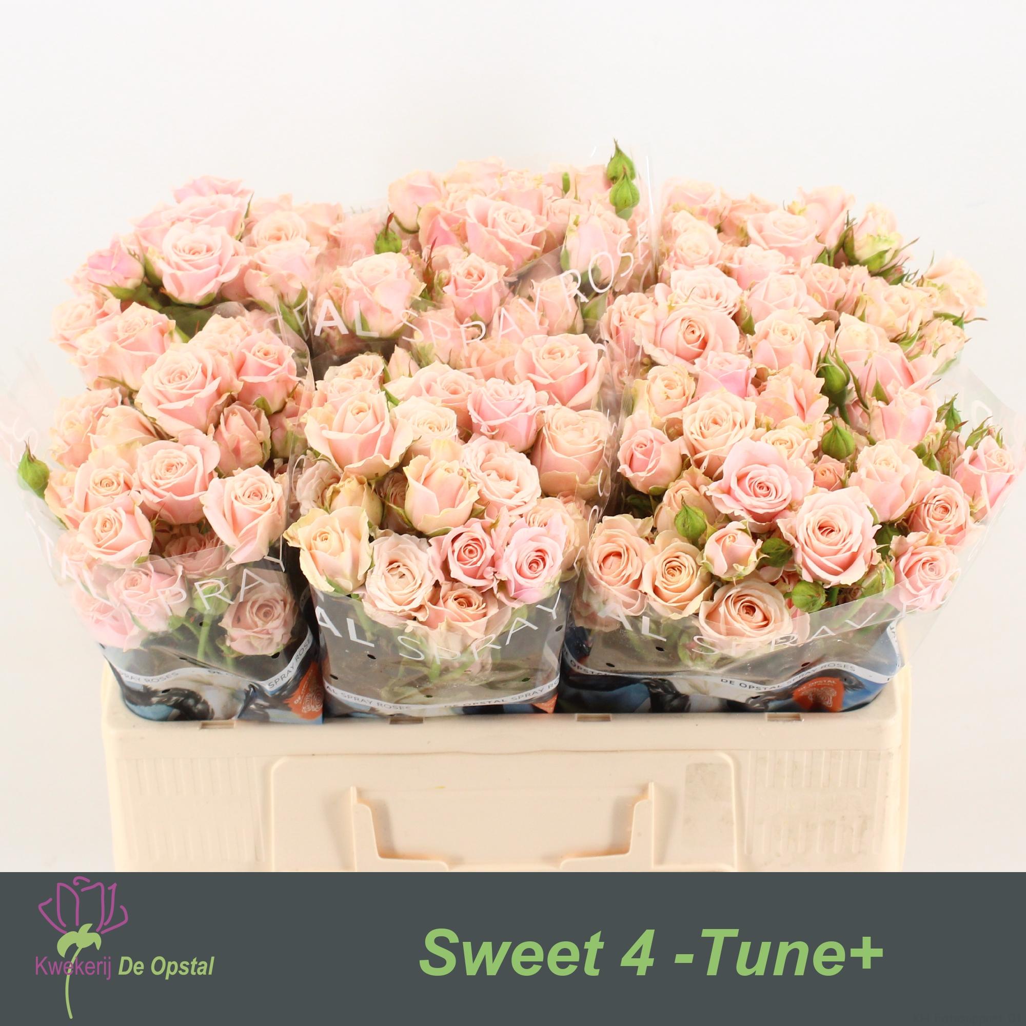 Срезанные цветы оптом Rosa spray sweet 4 tune от 60шт из Голландии с доставкой по России