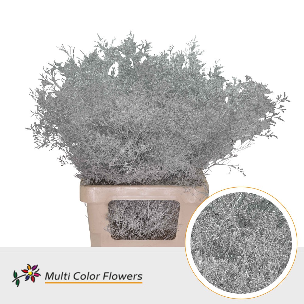 Срезанные цветы оптом Limonium beltlaard paint silver от 25шт из Голландии с доставкой по России