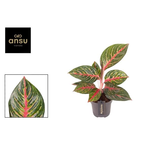Горшечные цветы и растения оптом Aglaonema Olive Red от 6шт из Голландии с доставкой по России
