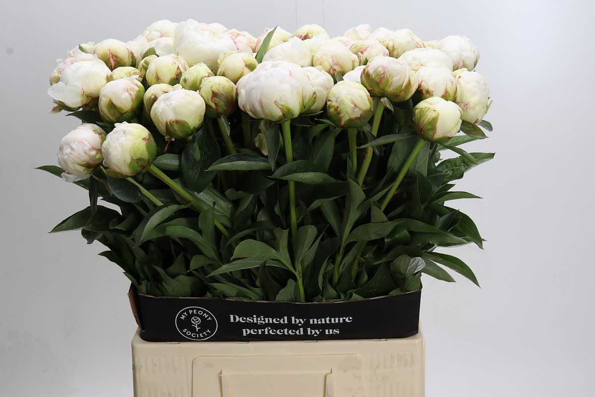 Срезанные цветы оптом Paeonia bowl of cream от 50шт. из Голландии с доставкой по России