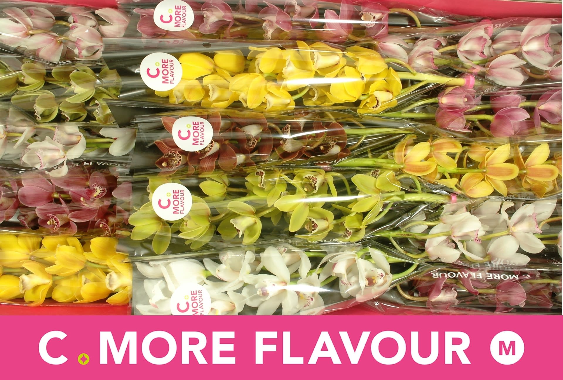 Срезанные цветы оптом Minicymbidium mix от 15шт из Голландии с доставкой по России