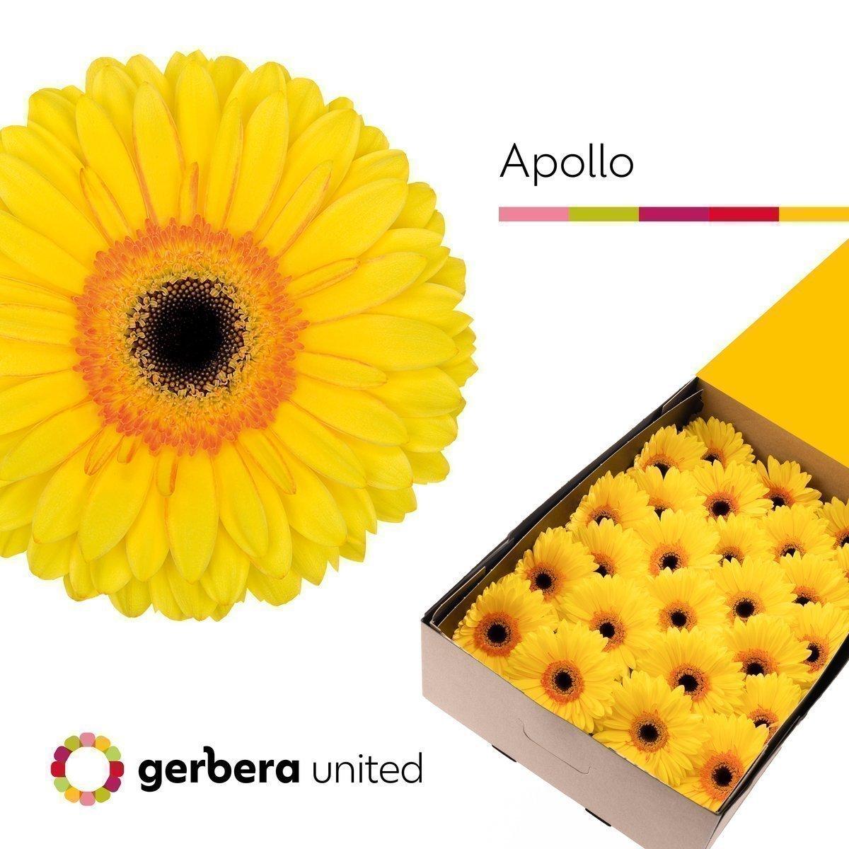 Срезанные цветы оптом Gerbera apollo от 25шт из Голландии с доставкой по России