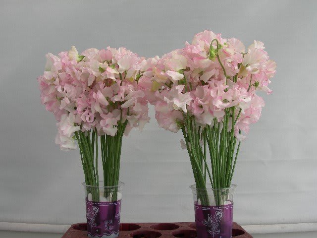 Срезанные цветы оптом Lathyrus wedding white (white-pink) от 100шт из Голландии с доставкой по России