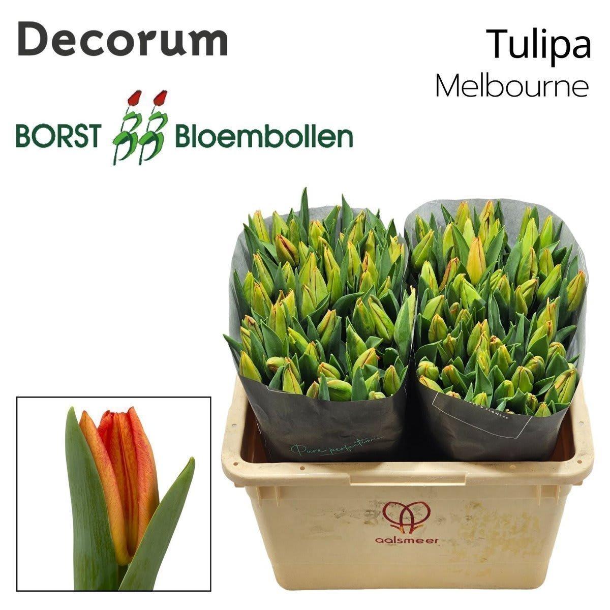 Срезанные цветы оптом Tulipa si melbourne от 150шт из Голландии с доставкой по России