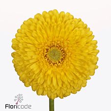 Срезанные цветы оптом Gerbera gerponi big lemon от 50шт из Голландии с доставкой по России