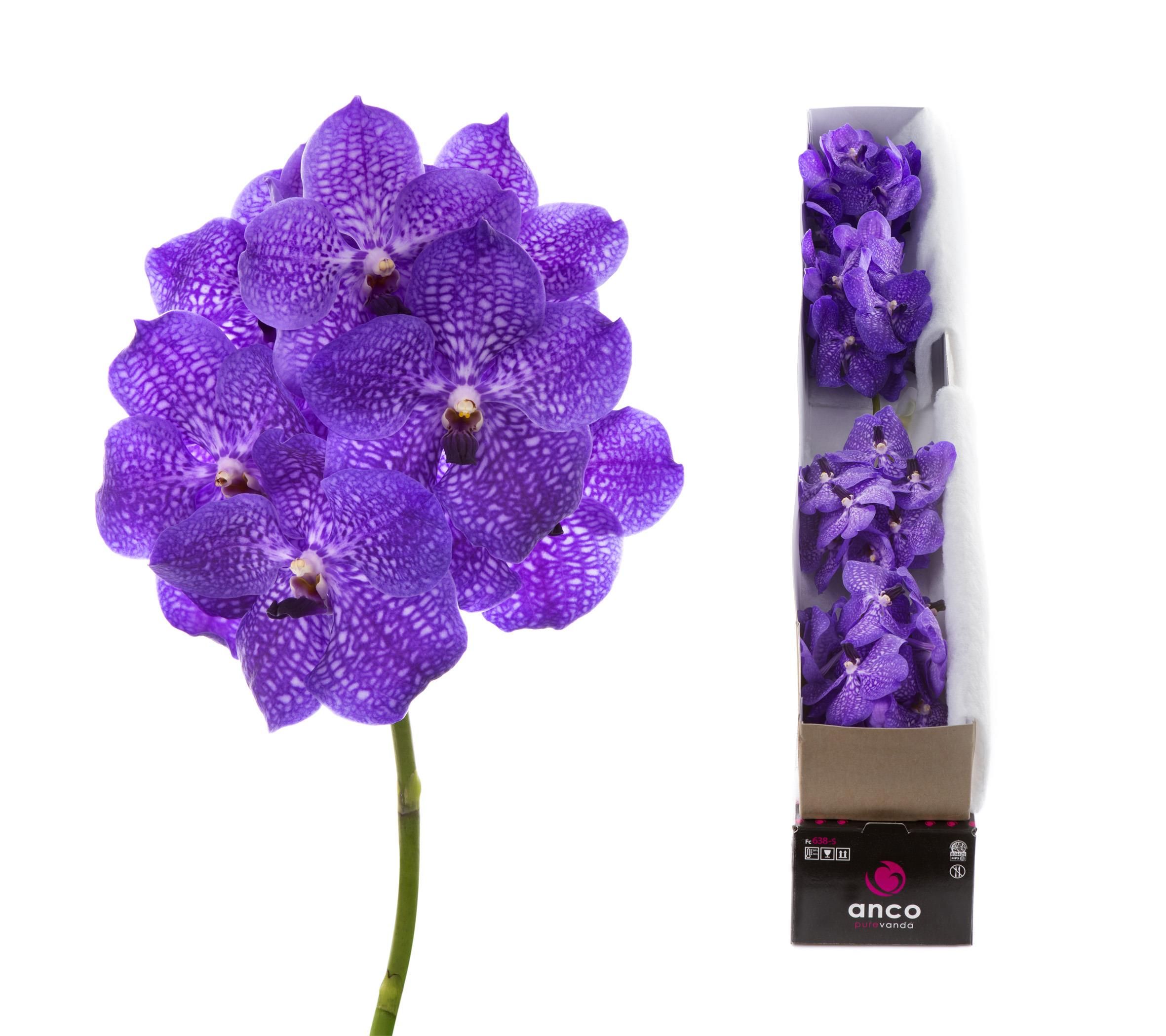 Срезанные цветы оптом Vanda violet blue stem от 8шт.. из Голландии с доставкой по России