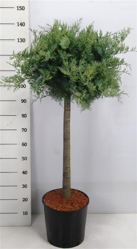 Горшечные цветы и растения оптом Juniperus Virg Grey Owl On Stem от 1шт из Голландии с доставкой по России