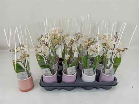 Горшечные цветы и растения оптом Phal Mini 3 Branches 24+ In Ceramic Pot от 12шт из Голландии с доставкой по России