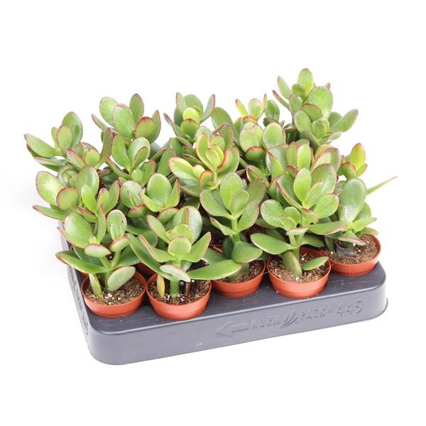 Горшечные цветы и растения оптом Crassula Ovata Sunset от 20шт (для телеги) из Голландии с доставкой по России