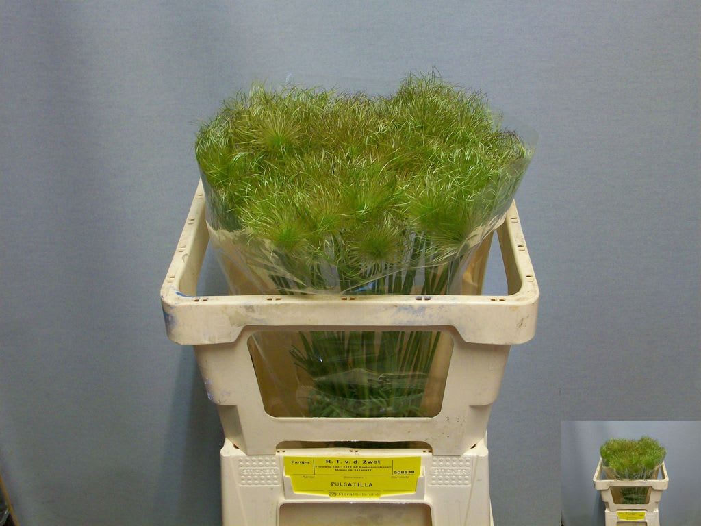 Срезанные цветы оптом Pulsatilla vulgaris (zaadpluizen) от 50шт из Голландии с доставкой по России